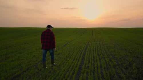 Elderly Male Tractor Farmer at Sunset Walks Across the Field in Slow Motion After Day's Work