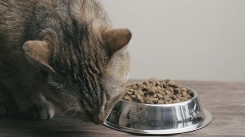 Tabby Cat Eats Dry Food in Shiny Bowl