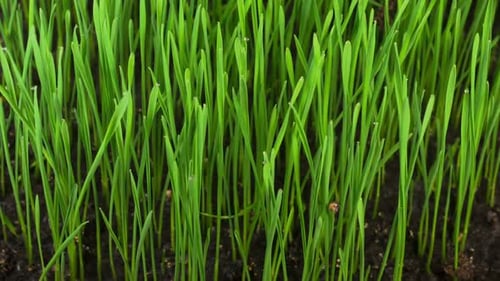 Fresh Green Grass Growing