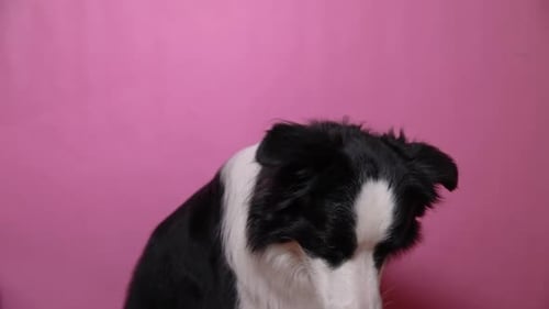 Funny Cute Puppy Dog Border Collie Holding Toy Ball in Mouth Isolated on Pink Background