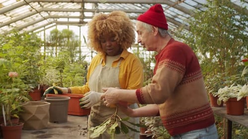Multiethnic Coworkers Repotting Plant in Greenhouse