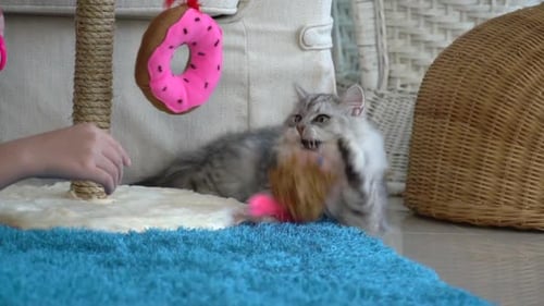 Playful Kitten Engages with Toy on Blue Rug