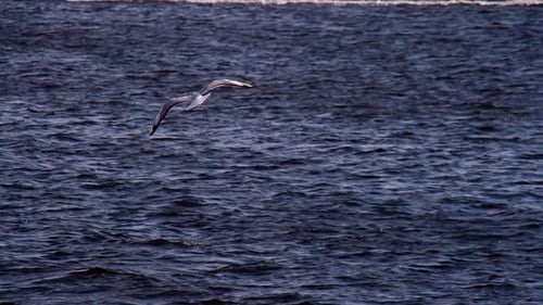 Seagull Flying Above the Dark Blue Sea