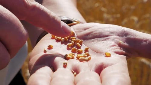 The Hands of a Farmer Close-up Holding a Handful of Wheat Grains in a Wheat Field