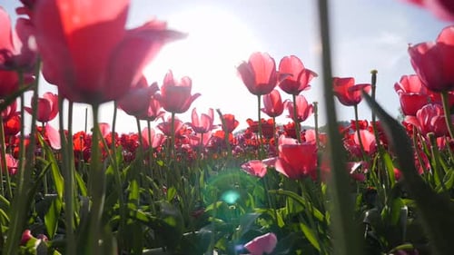 Vibrant Red Tulips Blooming in a Field