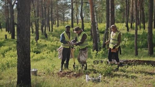 Fotografieren von gepflanzten Bäumen