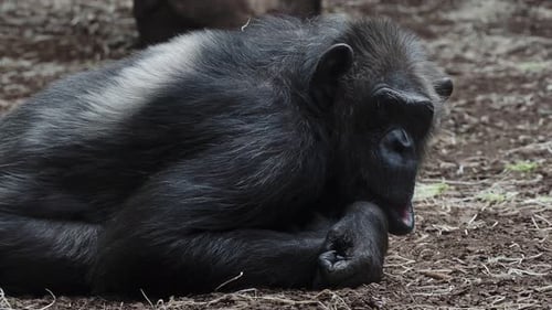 Chimpanzee Resting in Nature