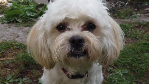 Close-up of a Dog with White Curly Fur