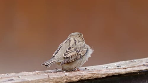 Tiervogel Spatz auf einem Stück Holz 1