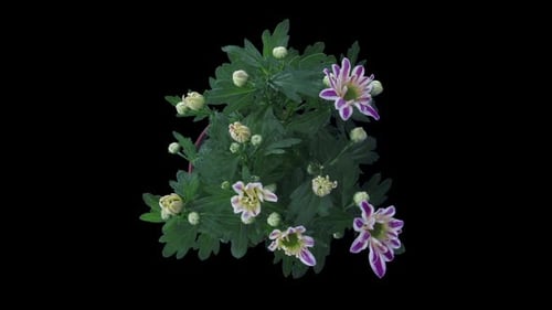 Time Lapse Footage of Blooming Flower on Black