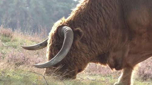 Side View Of Highland Reddish Cow Grazing With The Herd On Pasture With Brown And Green Grass On A B
