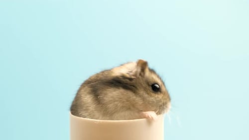 Hamster Peeks Out of Container, Close Up