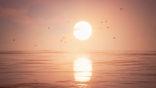 Sol puesta de sol con pájaros 4 K