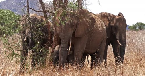 Afrikanischer Elefant, loxodonta africana, Gruppe im Busch, Tsavo Park in Kenia, Echtzeit 4K