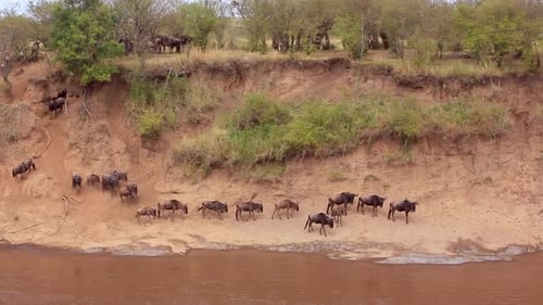 Wildebeest gather in confusion at muddy Mara River crossing, Kenya