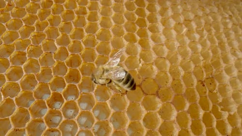 Bee Sitting on Honeycomb