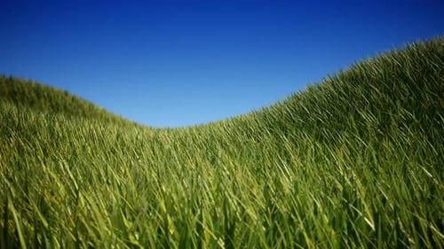 Realistic Swaying Green Grass Field Under Blue Sky