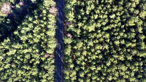 Road in the middle of forest, aerial view