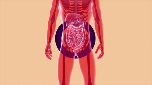 Animated Human Body Highlighting Internal Digestive System