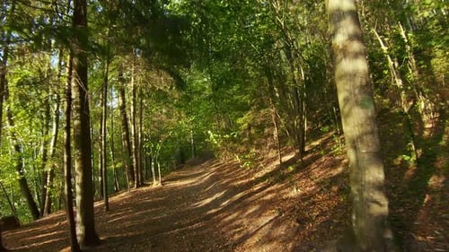 Walk through the beautiful woods, steadicam