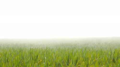 Gras bedeckt mit Tau