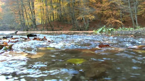 Dry Leaves on the Trees Fall Into the Stream in Autumn Forest