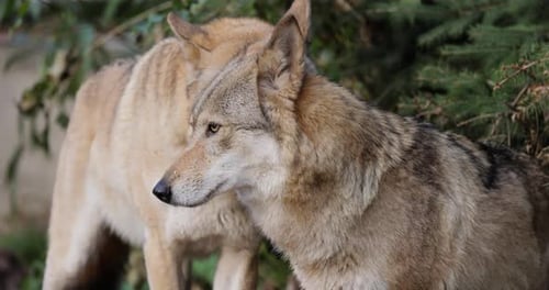 Two Wolves Standing Together in Natural Habitat