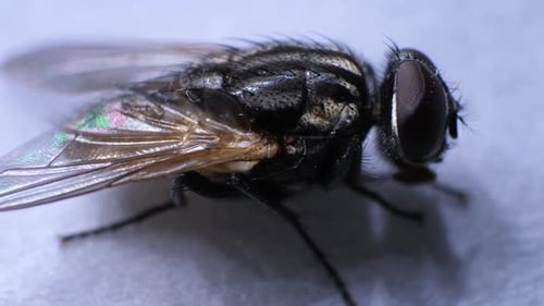Macro Footage of a Fly Sitting Still