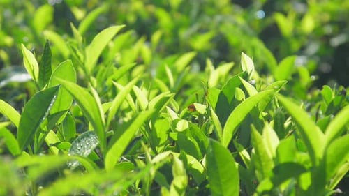 Buissons de thé avec de petites feuilles luxuriantes sur des terres agricoles en gros plan