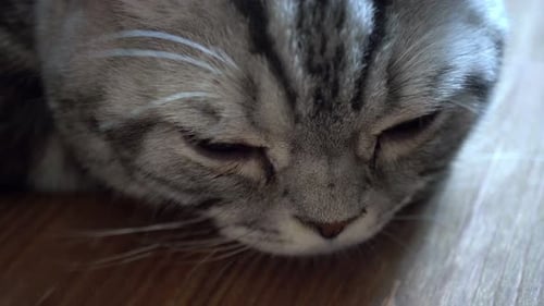 Fundo de gato escocês sonolento 4k