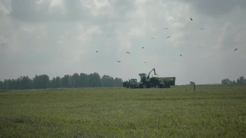 Combine Harvester In Field