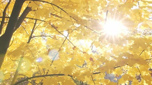 Herbstliche Blätter