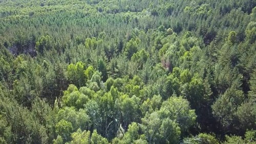 Aerial View Moves Over the Green Forest of Dense Mixed Tree Tops of Pines and Birches