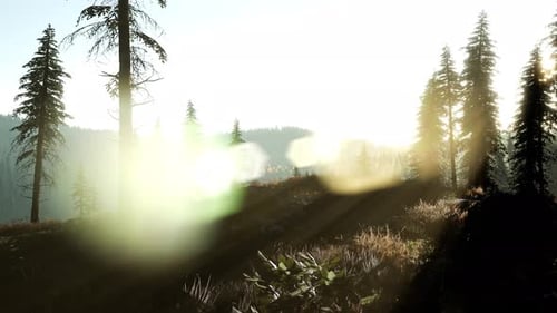 Sun Beams Through Trees