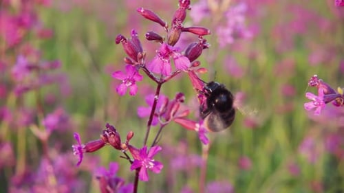 Bumblebee Pollinating Pink Flowers in a Field