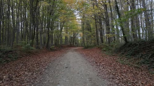 Pathway Forest Road