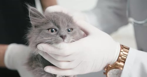Closeup of Veterinarian Young Man in White Gloves Examine Kitten Ears