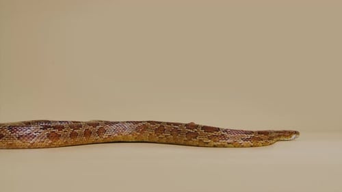 Tiger Python Molurus Bivittatus Morph Albine Burmese on a Beige Background in the Studio