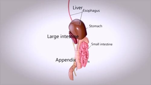 3D Animation of Human Digestive System with Labeled Organs