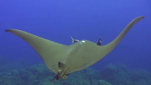 raie faucille dérivant au-dessus du récif aux Açores avec des poissons-pilotes connectés à sa tête.