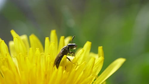 Abeja bebiendo rocío de la mañana en la flor amarilla del diente de león. - primer plano