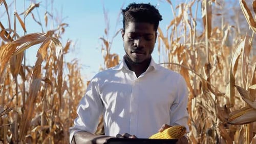 Ein junger afroamerikanischer Agronom steht inmitten eines Maisfeldes mit einem Maiskopf