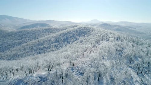 Aerial View of a Frozen Forest with Snow Covered Trees at Winter