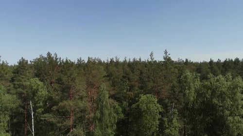 Vue
aérienne d'une magnifique forêt verdoyante vue à vol d'oiseau. Vue aérienne. La caméra vole devant
