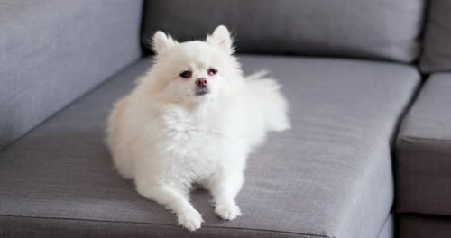 White Pomeranian Dog Resting on Couch Indoors