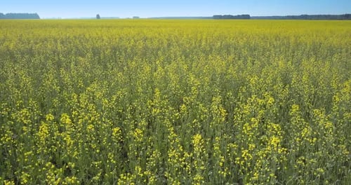 Bewegung über gelbe Rapsblüten auf langen Stielen im Feld