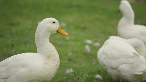 white duck in the grass field