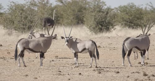 Gemsbok Antelope Herd Standing Together in the Desert