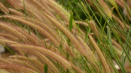 Grass in the Wind