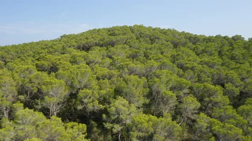 Drone Hovering Above the Vast Mountain Forest Range Under Blue Sky